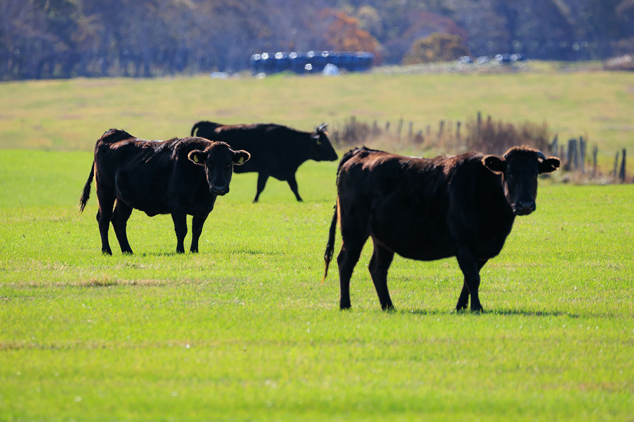 We carefully select only top quality Wagyu.
